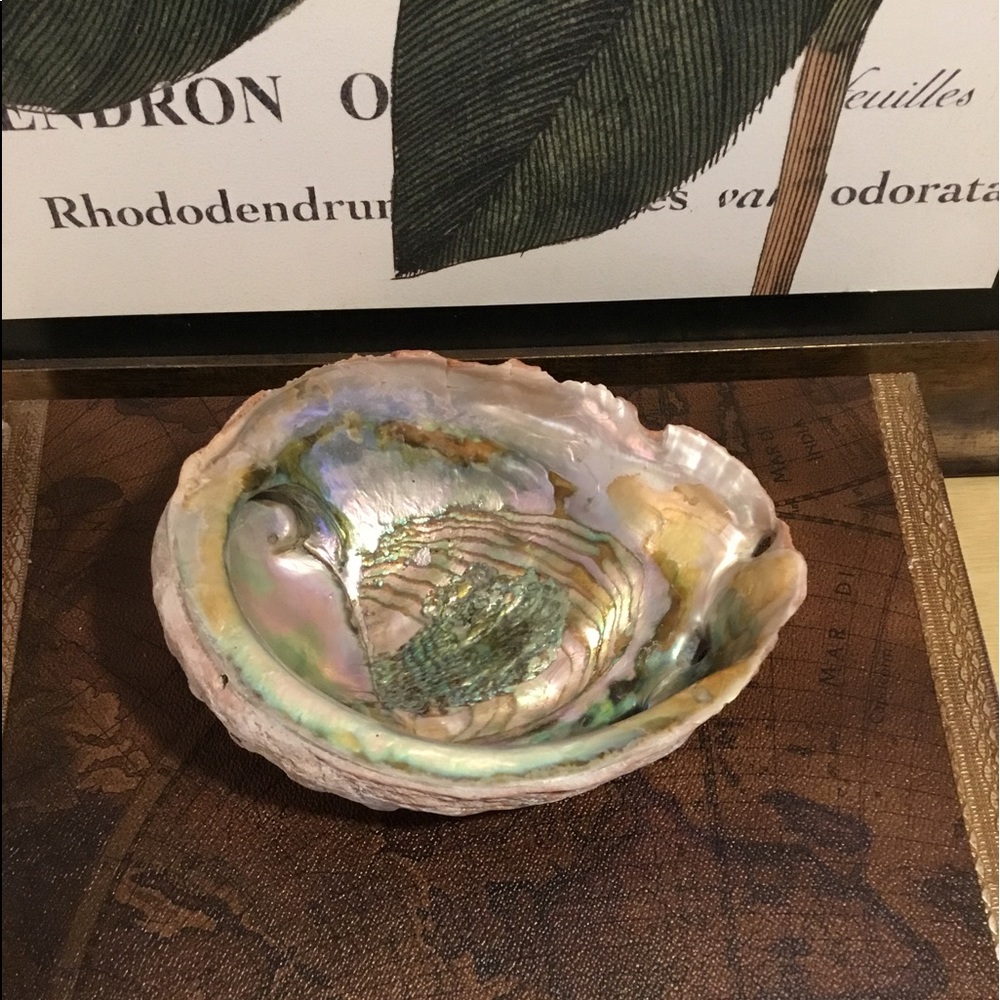 Fabulous Large Seashell